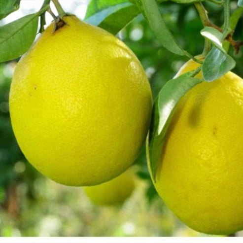 Lemon - Ladybird Nursery