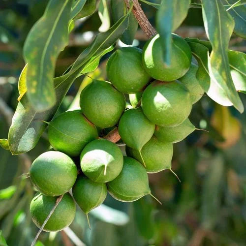 Macadamia