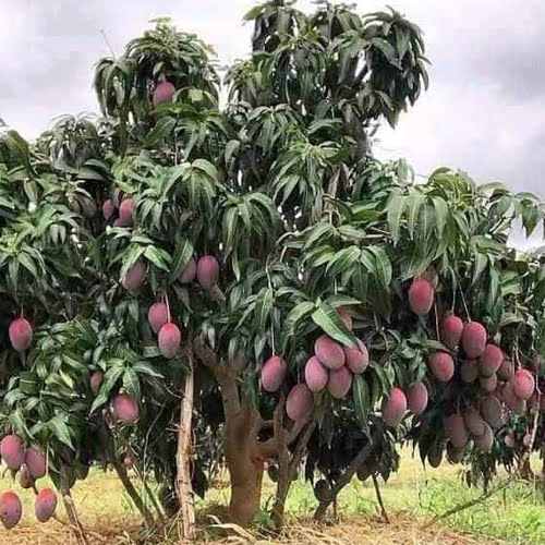 Mango Trees