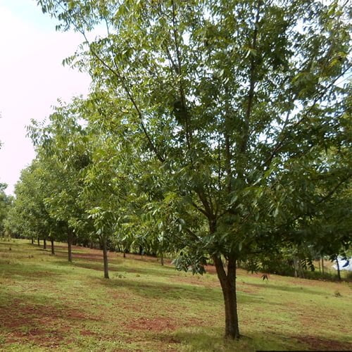 Nut Trees – Page 5 – Ladybird Nursery
