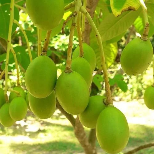 Rare Fruit Trees - Ladybird Nursery