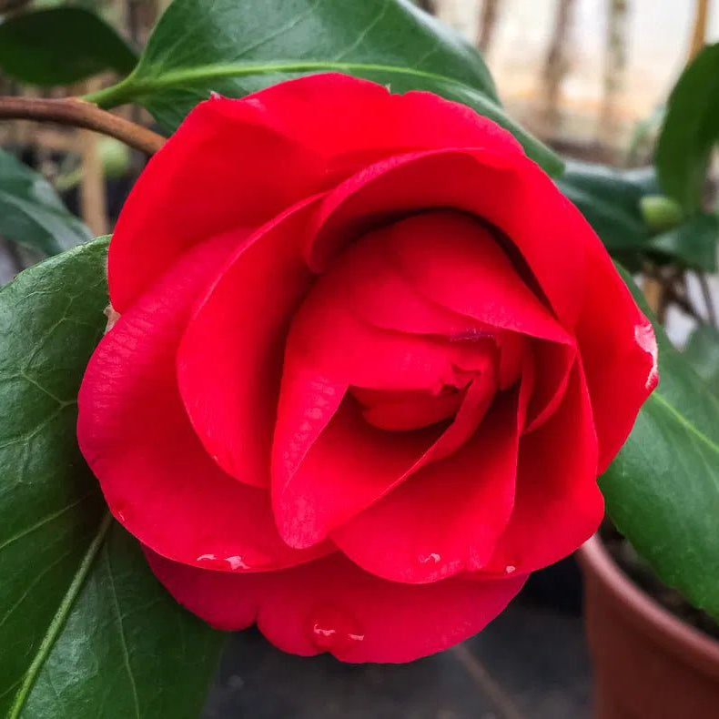 Camellia CM Hovey (Camellia japonica) - Ladybird Nursery