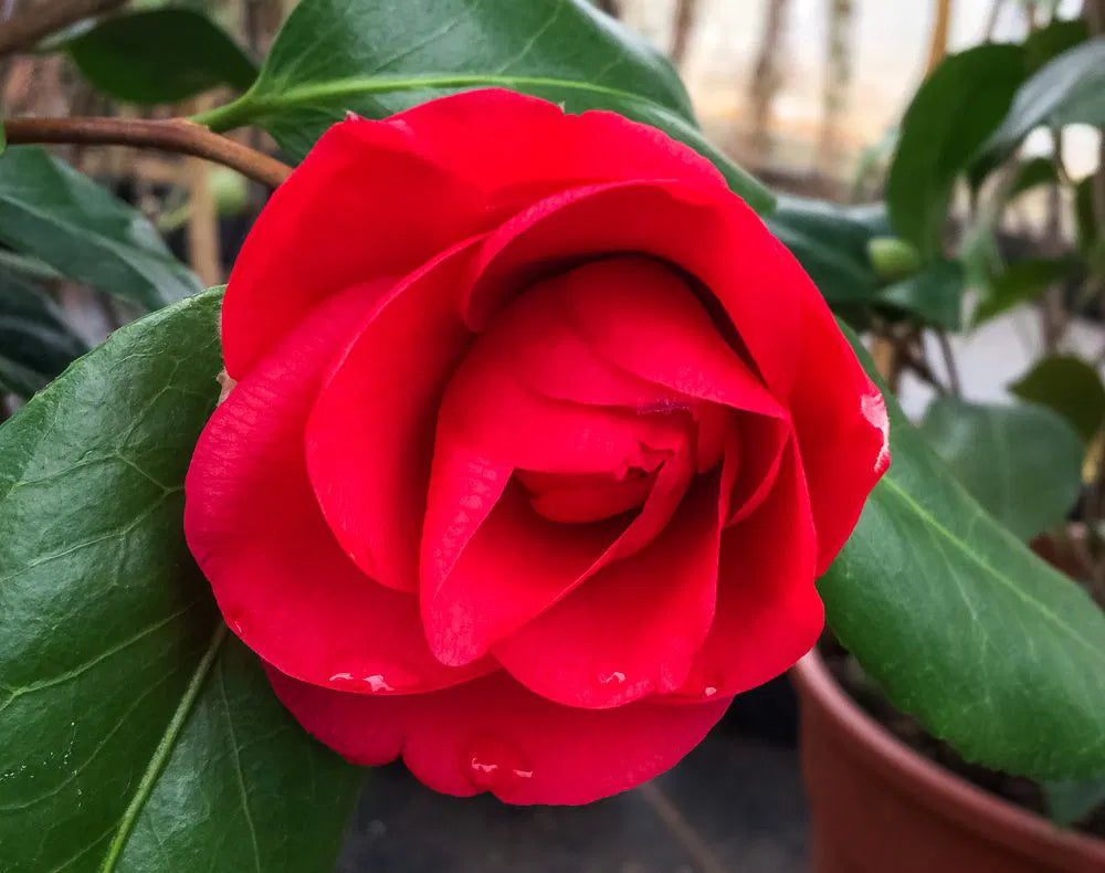 Camellia CM Hovey (Camellia japonica)