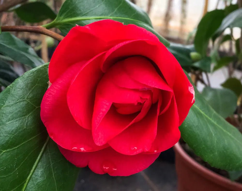Camellia CM Hovey (Camellia japonica) - Ladybird Nursery