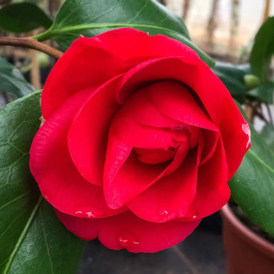 Camellia CM Hovey (Camellia japonica) - Ladybird Nursery
