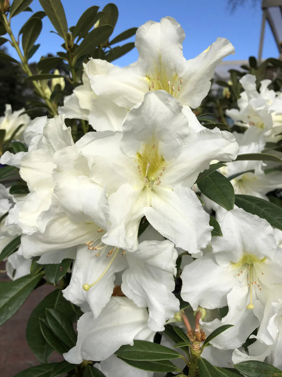 Rhododendron Wedding Gown