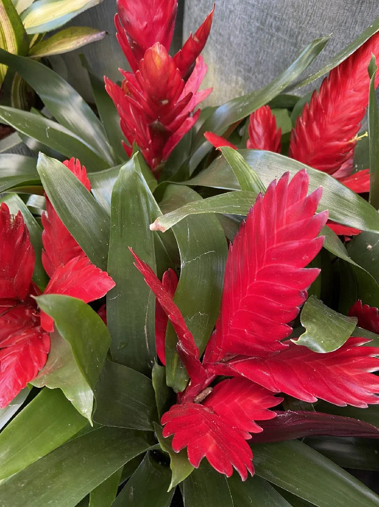 Bromeliad Assorted (Bromeliad spp.)
