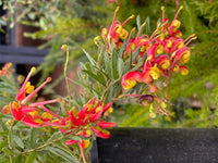 Grevillea Bonnie Prince Charlie