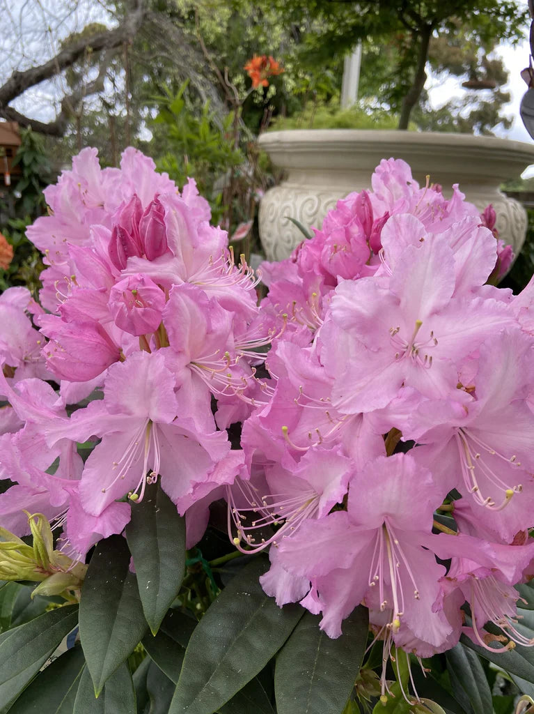 Rhododendron Mrs E C Stirling