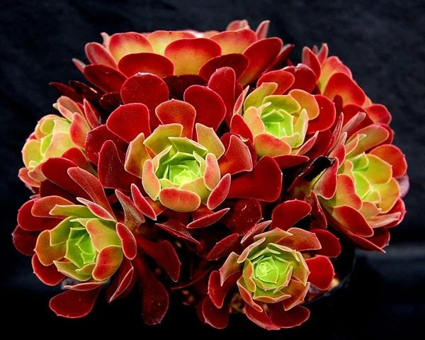 Velour Aeonium (Aeonium Velour)