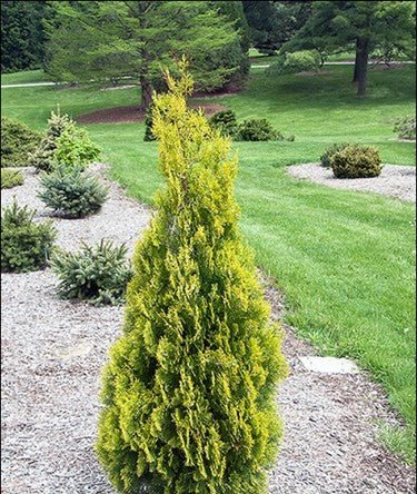 Columnar Arborvitae Columnaris (Thuja orientalis) - Ladybird Nursery