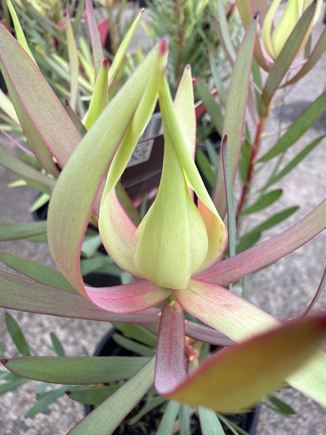 Leucadendron 'Harlequin' - Ladybird Nursery