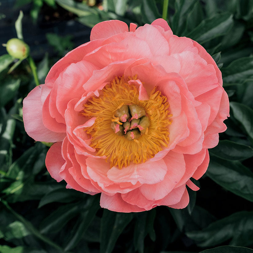 Peony Coral Charm (Paeonia lactiflora)