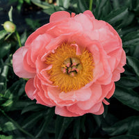 Peony Coral Charm (Paeonia lactiflora) - Ladybird Nursery