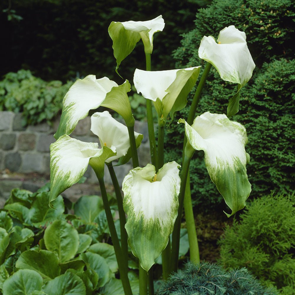 Calla Lily (Zantedeschia aethiopica) - Ladybird Nursery