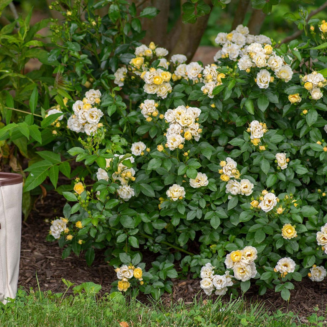 Rose DRIFT® Popcorn (Rosa) - Ladybird Nursery