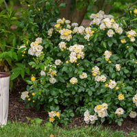 Rose DRIFT® Popcorn (Rosa) - Ladybird Nursery
