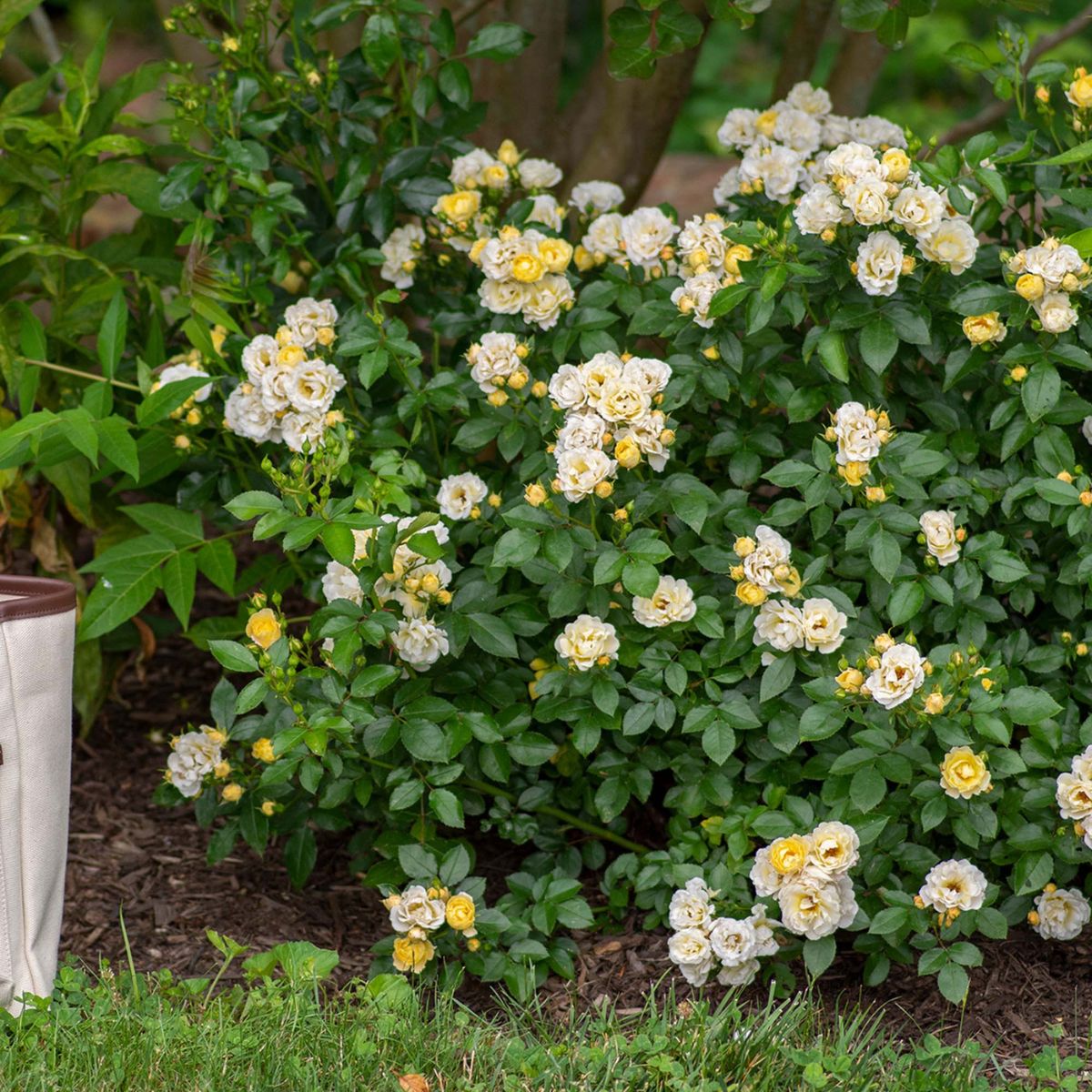 Rose DRIFT® Popcorn (Rosa) - Ladybird Nursery