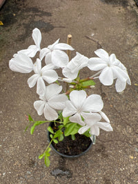 Plumbago 'White' - Ladybird Nursery