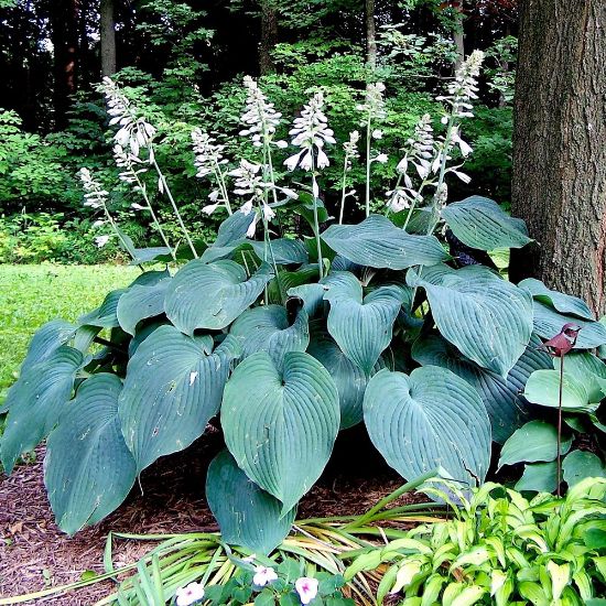 Plantain Lily Blue Angel (Hosta )