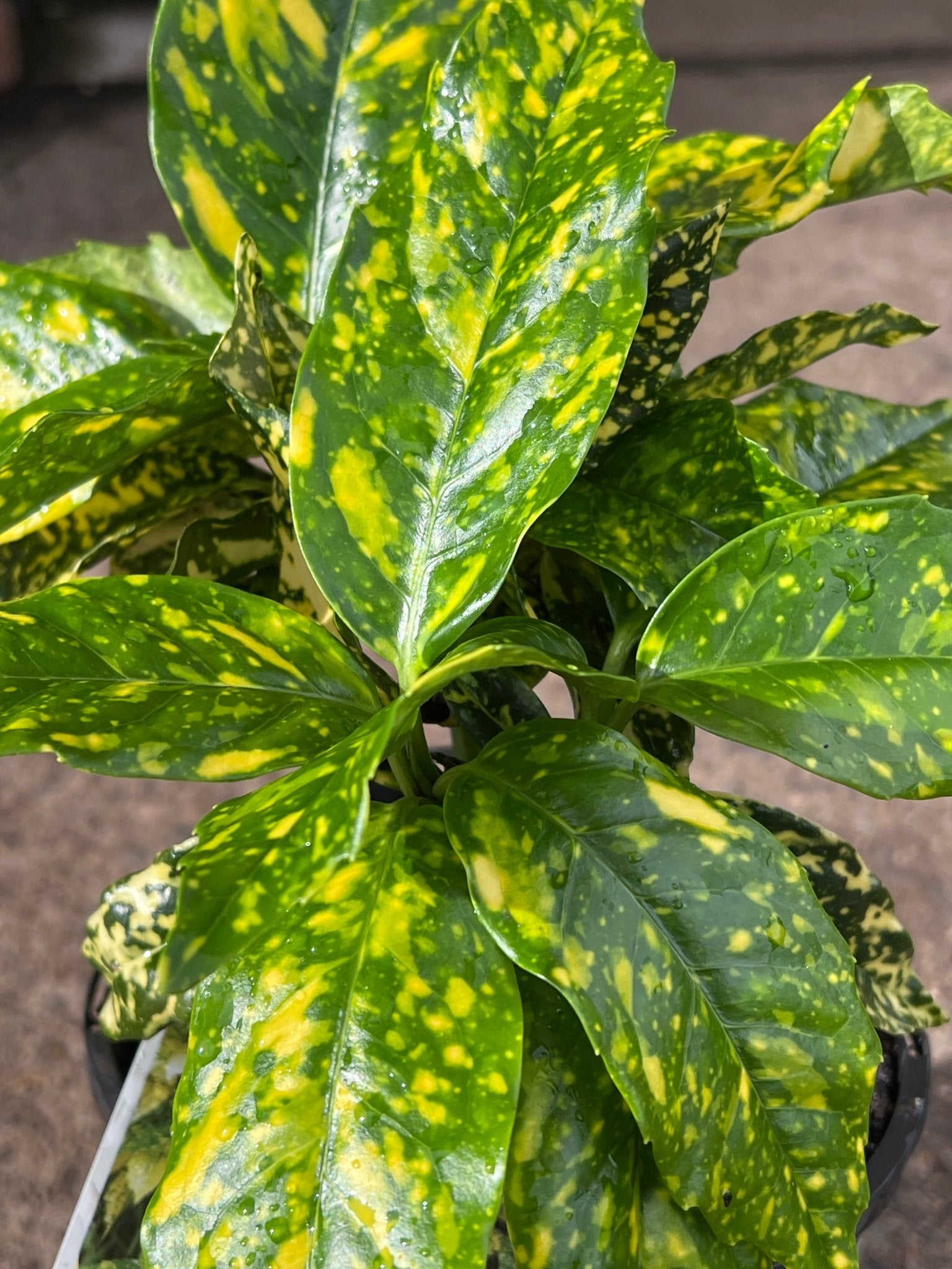 Variegated Japanese Laurel 'Gold Dust' (Aucuba Japonica Variegata) - Ladybird Nursery