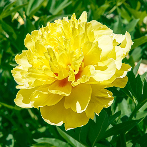 Peony Bartzella (Paeonia Itoh)