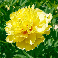 Peony Bartzella (Paeonia Itoh)