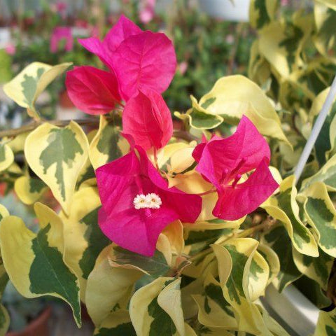 Bougainvillea Raspberry Ice (Bougainvillea glabra) - Ladybird Nursery