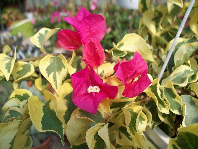Bougainvillea Raspberry Ice (Bougainvillea glabra)