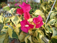 Bougainvillea Raspberry Ice (Bougainvillea glabra)