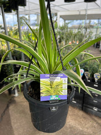 Spider Plant (Chlorophytum) Hanger - Ladybird Nursery