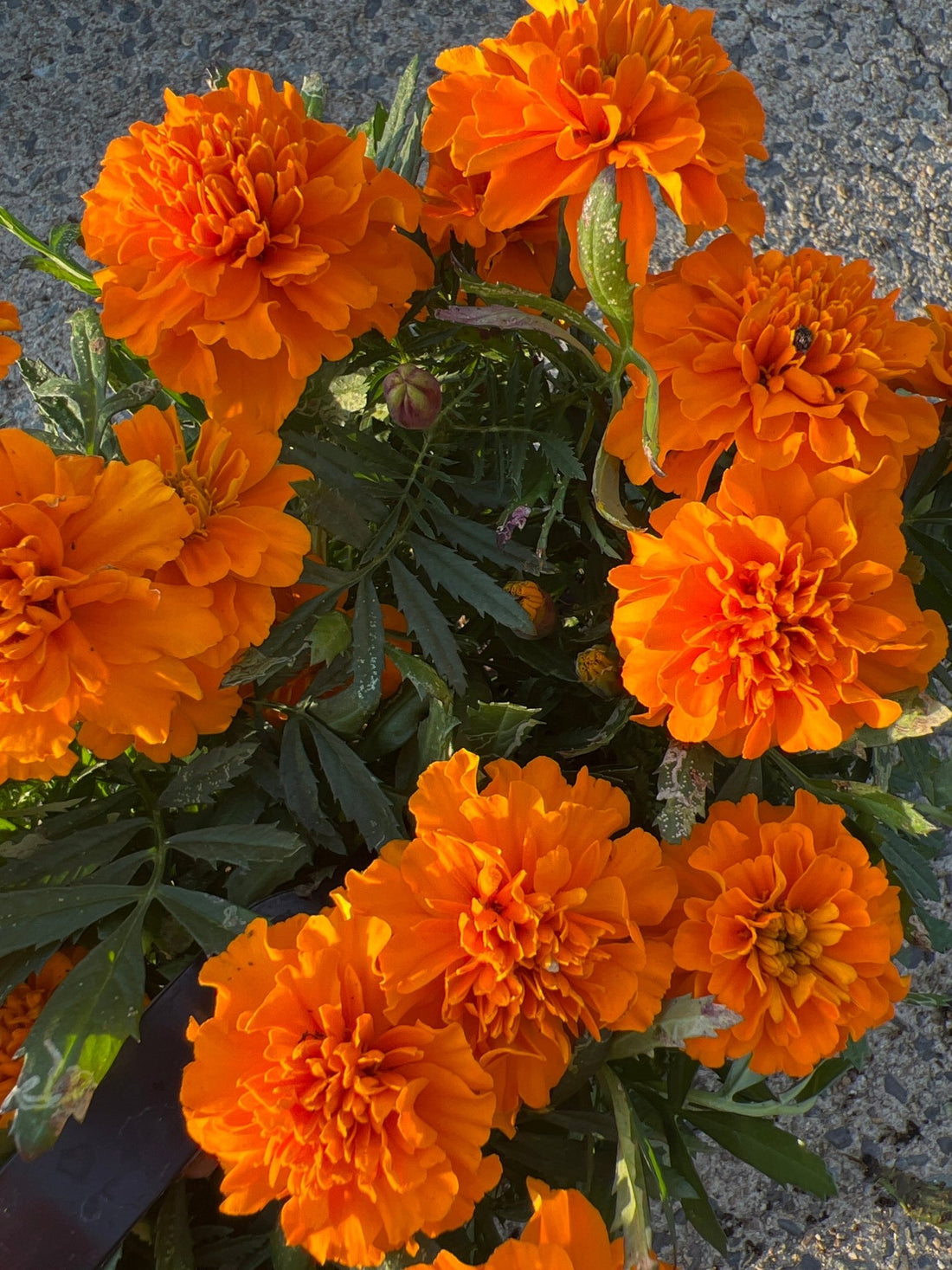 Marigold 'Orange' 10 Cell (PICK UP ONLY)