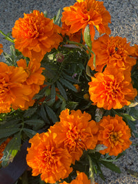 Marigold 'Orange' 10 Cell (PICK UP ONLY)