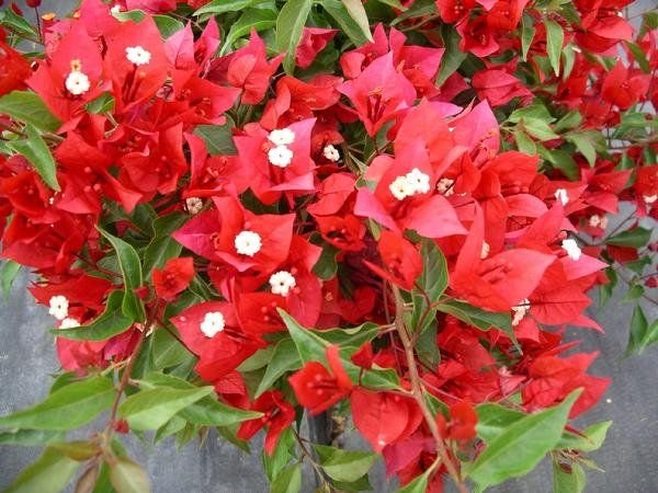 Bougainvillea Flame (Bougainvillea glabra) - Ladybird Nursery