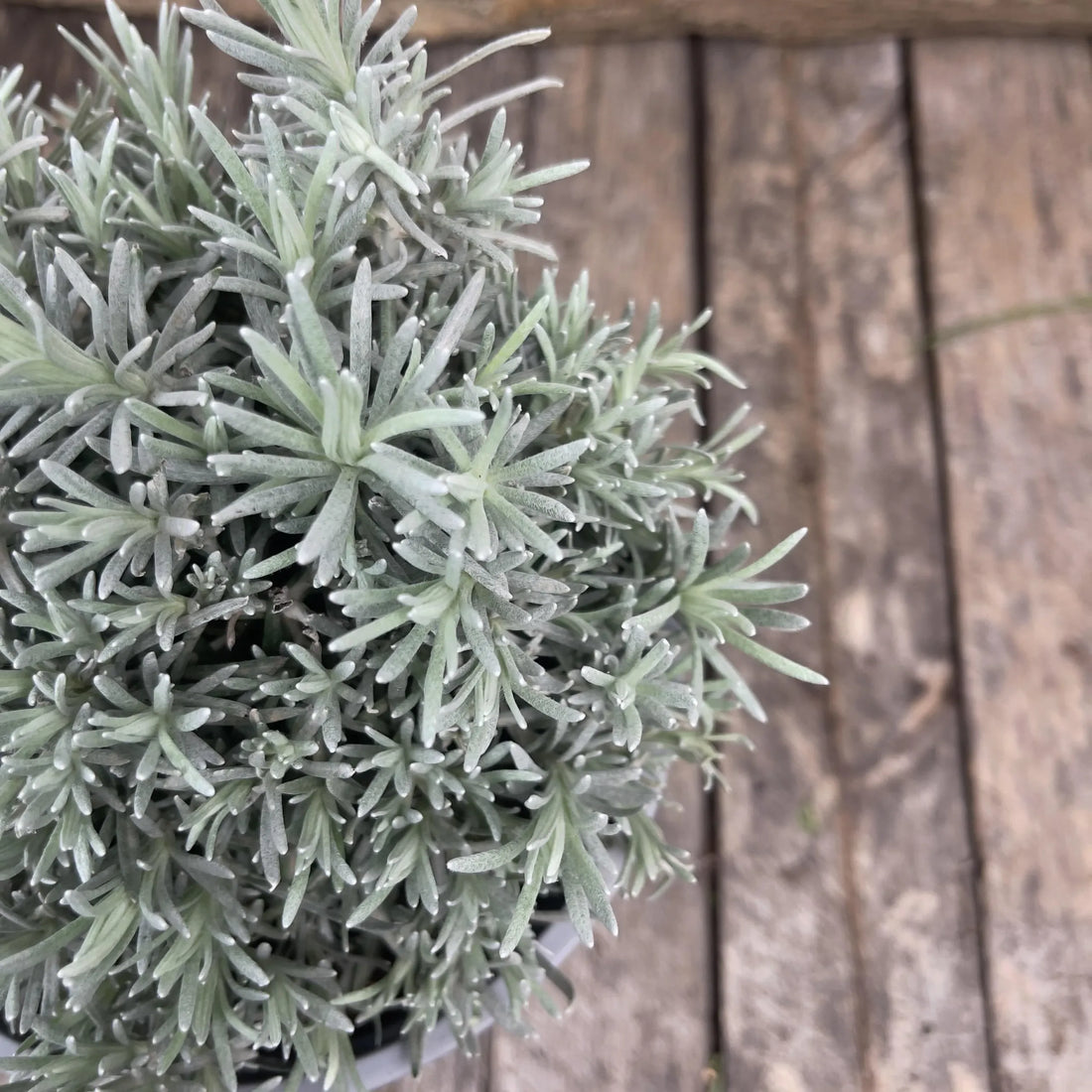 Curry Plant Silvio Spreading (Helichrysum italicum) - Ladybird Nursery