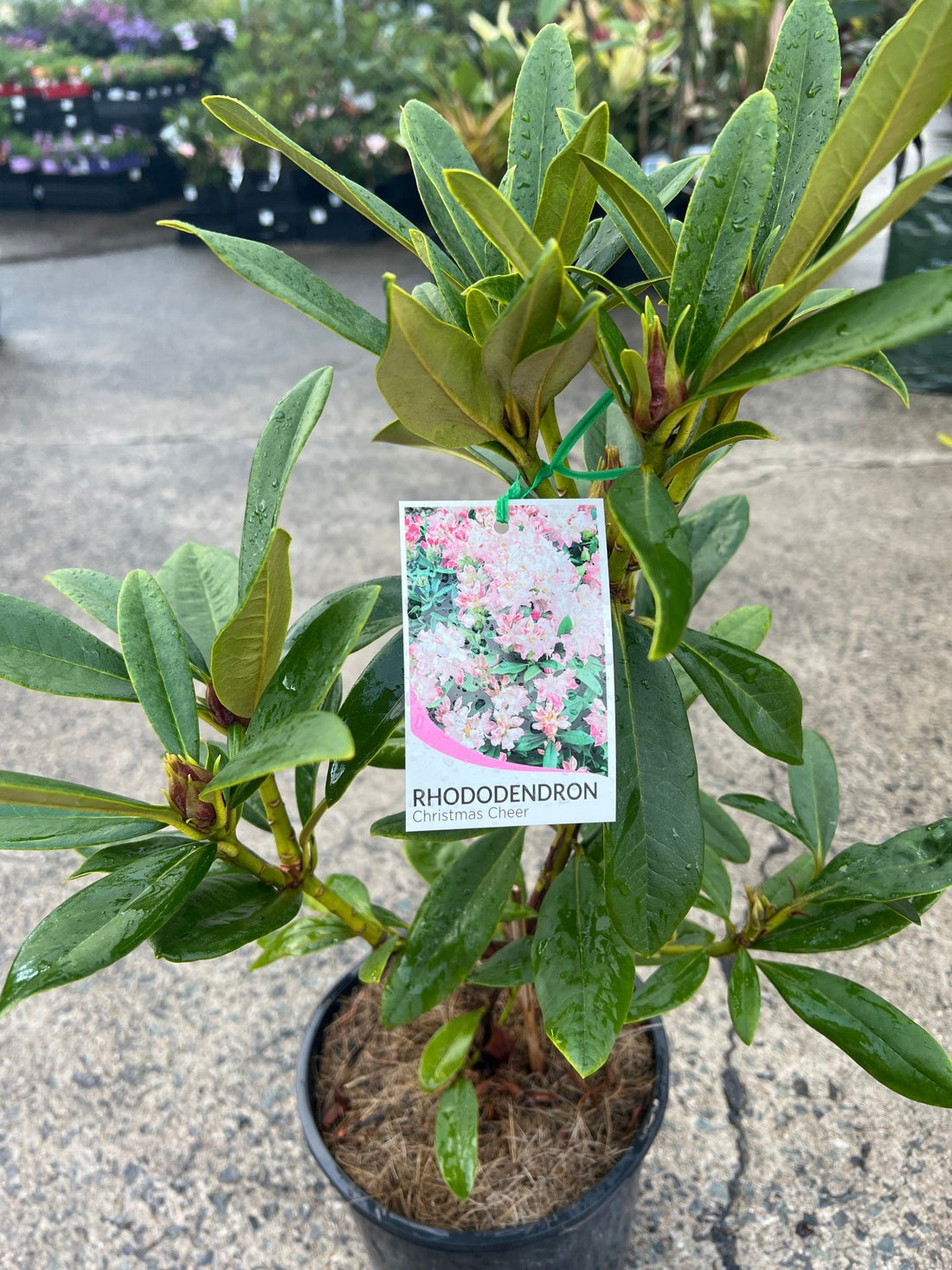 Rhododendron 'Christmas Cheer' - Ladybird Nursery