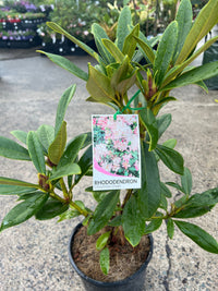 Rhododendron 'Christmas Cheer' - Ladybird Nursery