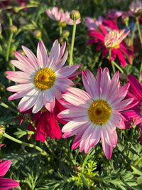 Argyranthemum 'Superior Purple' - Large