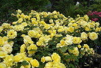 Rose Standards 'Gold Bunny'