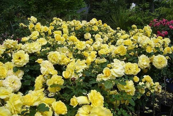 Rose Standards 'Gold Bunny' (PICK UP ONLY) - Ladybird Nursery