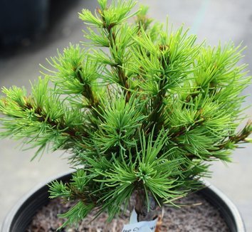 Dwarf Larch Little Bogle (Larix decidua) - Ladybird Nursery