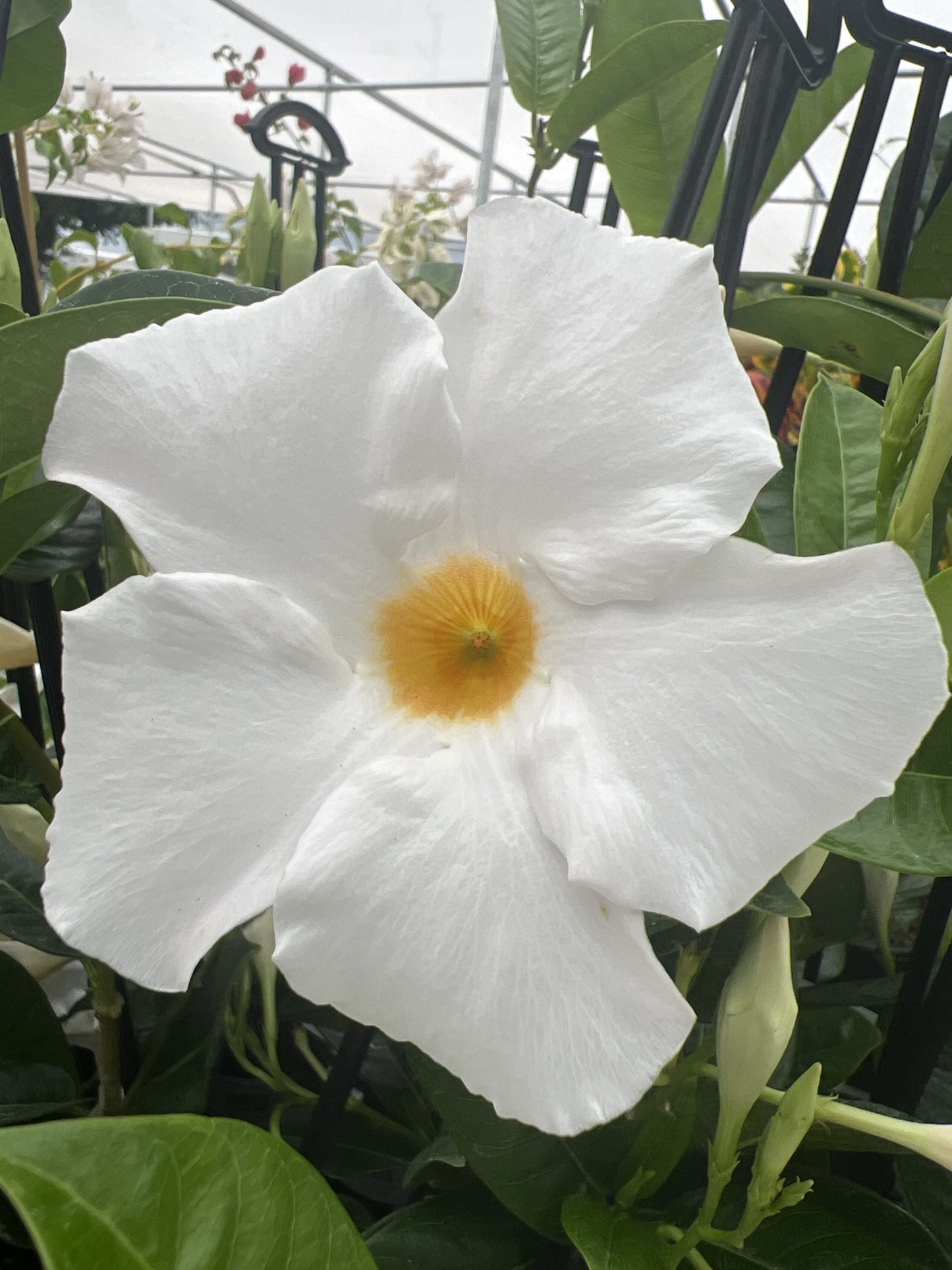 Mandevilla Snowstorm