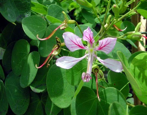 Climbing Bauhinia Tripods (Bauhinia corymbosa) - Ladybird Nursery