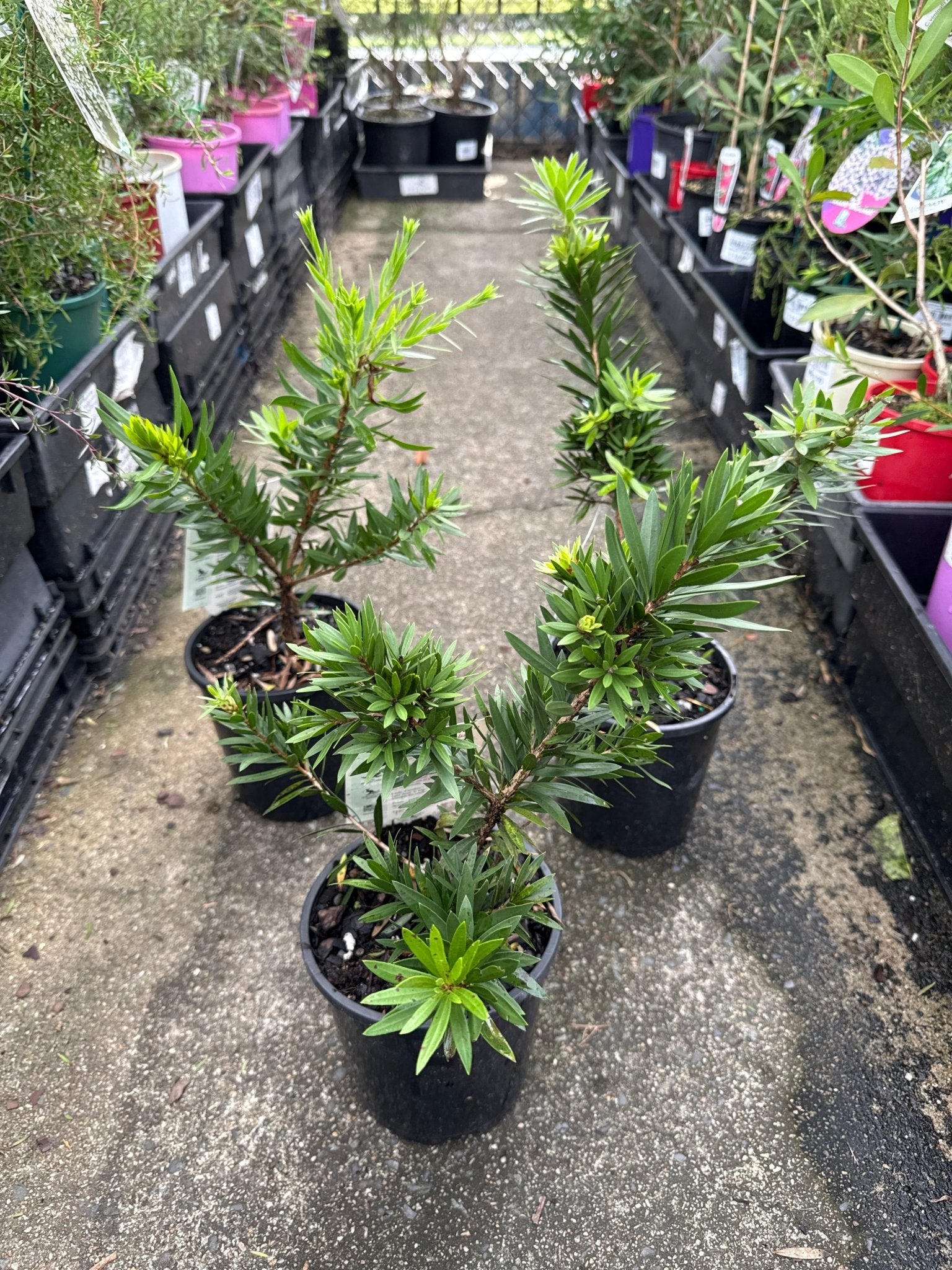 Weeping Bottlebrush 'Little Caroline' (Callistemon viminalis) - Ladybird Nursery