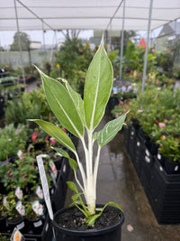 Aglaonema ‘White Tip'