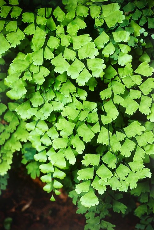 Common Maidenhair Valley Mist Native (Adiantum aethiopicum) - Ladybird Nursery