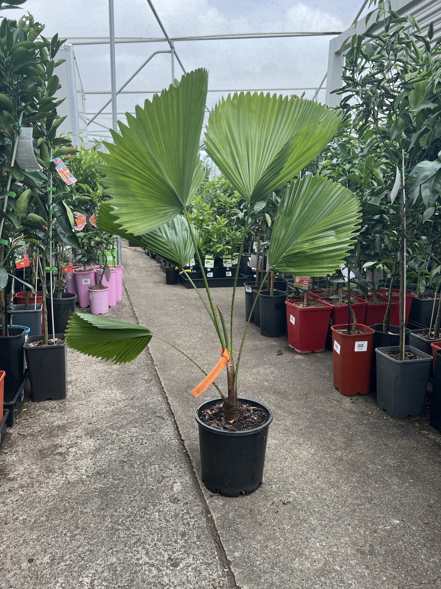 Fan Palm (Licuala elegans)