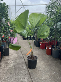 Fan Palm (Licuala elegans)