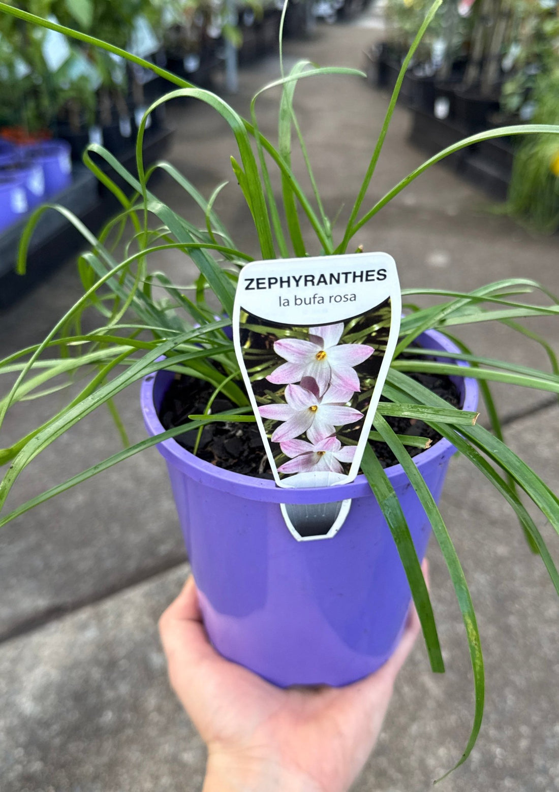 Rain Lily 'La Bufa Rosa' (Zephyranthes) - Ladybird Nursery