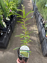 Phyllanthus 'Ferny' (Phyllanthus lamprophyllus) - Ladybird Nursery